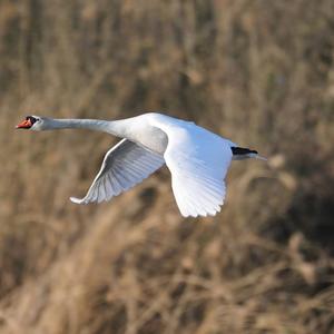 Mute Swan