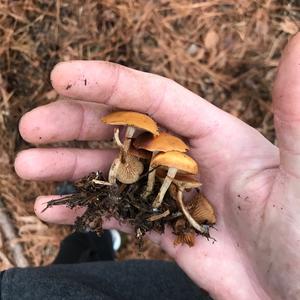 Deadly Galerina