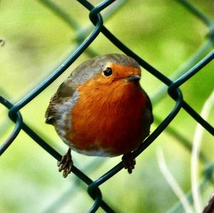 European Robin