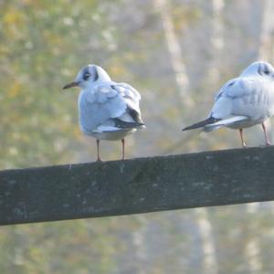 Black-headed Gull