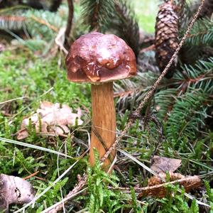 Bay Bolete