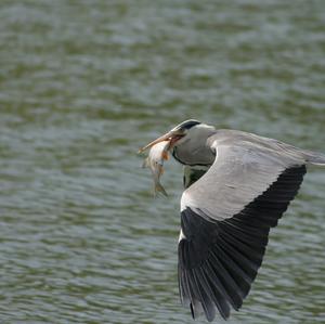 Grey Heron