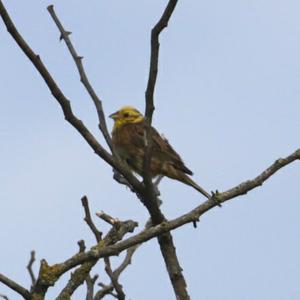 Yellowhammer