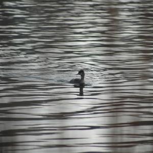 Great Crested Grebe