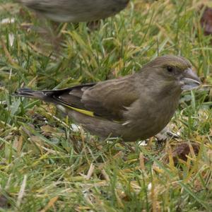 European Greenfinch