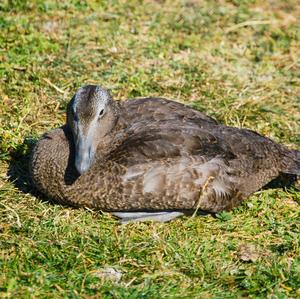 Common Eider