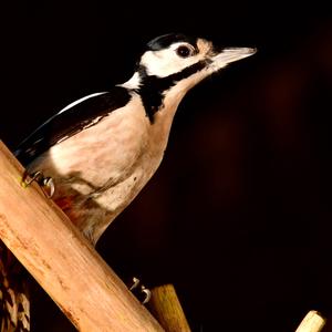 Great Spotted Woodpecker