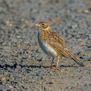 Eurasian Skylark