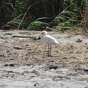 Yellow-billed Stork