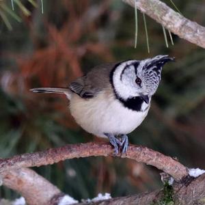 Crested Tit