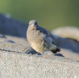 Black Redstart