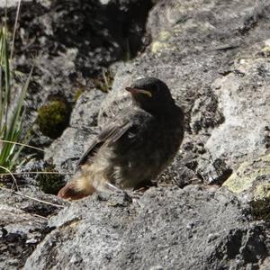 Black Redstart