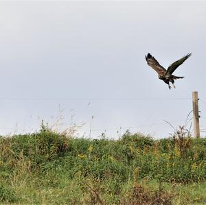 Mäusebussard