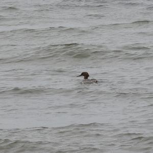 Common Merganser