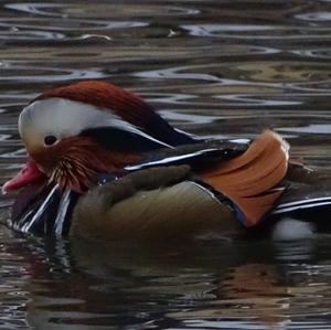 Mandarin Duck