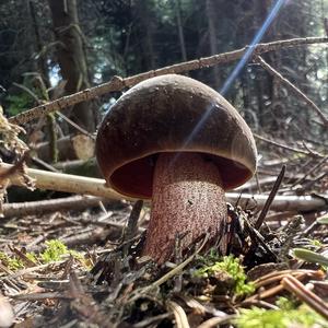 Dotted-stem Bolete