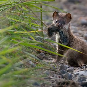 Least Weasel