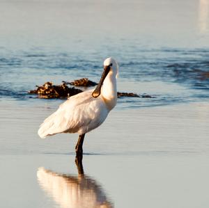 Eurasian Spoonbill