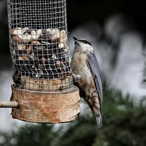 Wood Nuthatch