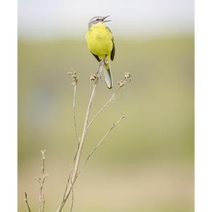 Yellow Wagtail