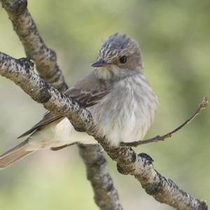 Spotted Flycatcher