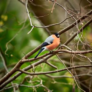 Eurasian Bullfinch