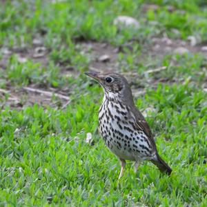 Song Thrush