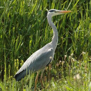 Grey Heron