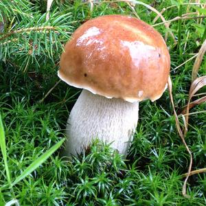 Summer Bolete