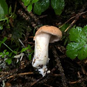 Hedgehog Fungus, Common