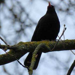 Eurasian Blackbird