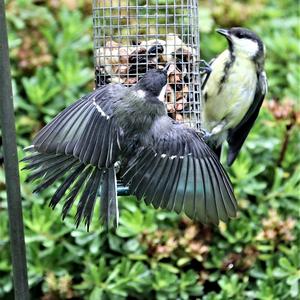 Great Tit