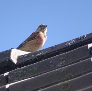 Eurasian Linnet