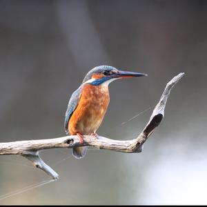 Common Kingfisher