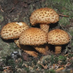 Scaly Pholiota