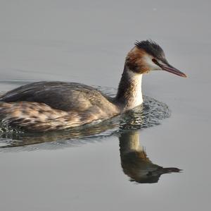 Great Crested Grebe