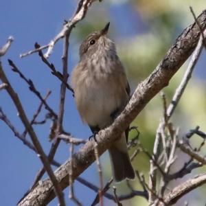 Spotted Flycatcher