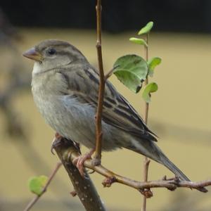 House Sparrow