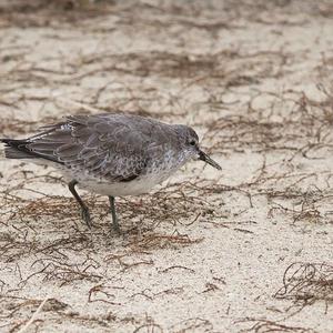 Red Knot