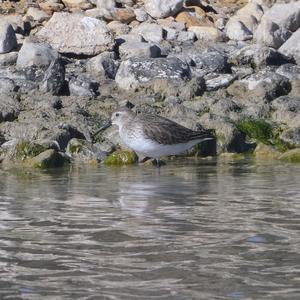 Dunlin