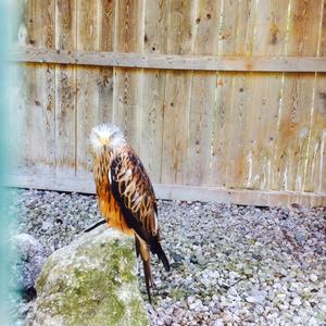 Red Kite