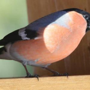 Eurasian Bullfinch