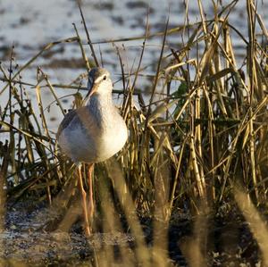 Common Redshank