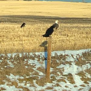 Weißkopfseeadler