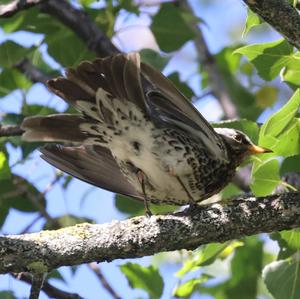 Fieldfare