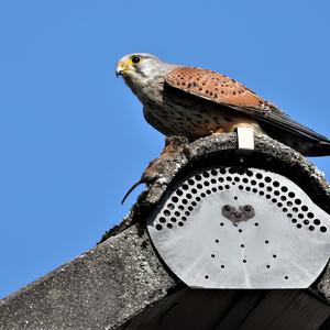 Common Kestrel