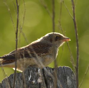 Red-backed Shrike