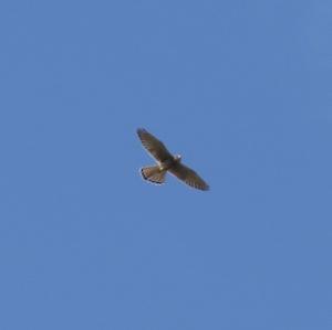 Common Kestrel