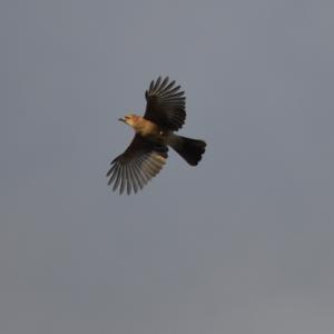 Eurasian Jay