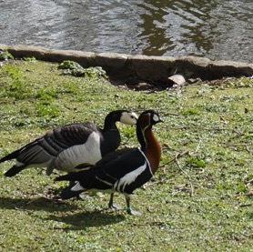 Red-breasted Goose